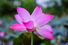 Laden Sie das Bild in den Galerie-Viewer, Fototapete Wunderschöne Lotus