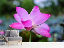 Laden Sie das Bild in den Galerie-Viewer, Fototapete Wunderschöne Lotus