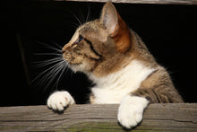 Laden Sie das Bild in den Galerie-Viewer, Fototapete XL Katze