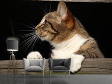 Laden Sie das Bild in den Galerie-Viewer, Fototapete XL Katze