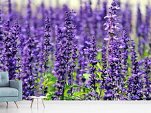 Laden Sie das Bild in den Galerie-Viewer, Fototapete XL Lavendel