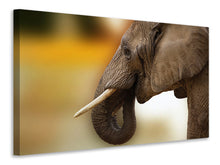 Laden Sie das Bild in den Galerie-Viewer, Leinwandbild  Elefant Close up