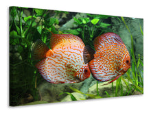 Laden Sie das Bild in den Galerie-Viewer, Leinwandbild 2 Fische