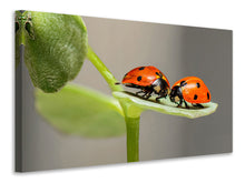 Laden Sie das Bild in den Galerie-Viewer, Leinwandbild 2 Marienkäfer