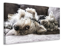 Laden Sie das Bild in den Galerie-Viewer, Leinwandbild 2 niedliche Hunde