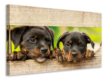 Laden Sie das Bild in den Galerie-Viewer, Leinwandbild 2 Rottweiler Welpen
