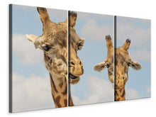 Laden Sie das Bild in den Galerie-Viewer, Leinwandbild 3-teilig 2 Giraffen