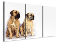 Laden Sie das Bild in den Galerie-Viewer, Leinwandbild 3-teilig 2 Mastiffs