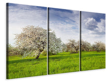 Laden Sie das Bild in den Galerie-Viewer, Leinwandbild 3-teilig Apfelbaum-Garten