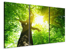 Laden Sie das Bild in den Galerie-Viewer, Leinwandbild 3-teilig Baum