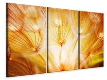 Laden Sie das Bild in den Galerie-Viewer, Leinwandbild 3-teilig Close Up Pusteblume im Licht