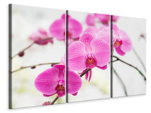 Laden Sie das Bild in den Galerie-Viewer, Leinwandbild 3-teilig Das Symbol der Orchidee
