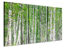 Laden Sie das Bild in den Galerie-Viewer, Leinwandbild 3-teilig Der Birkenwald