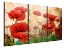 Laden Sie das Bild in den Galerie-Viewer, Leinwandbild 3-teilig Der Klatschmohn