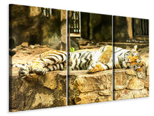 Laden Sie das Bild in den Galerie-Viewer, Leinwandbild 3-teilig Der Sibirische Tiger