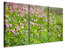Laden Sie das Bild in den Galerie-Viewer, Leinwandbild 3-teilig Der Wiesenklee