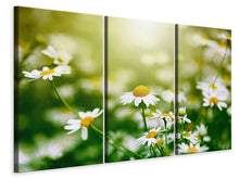 Laden Sie das Bild in den Galerie-Viewer, Leinwandbild 3-teilig Die Gänseblümchen
