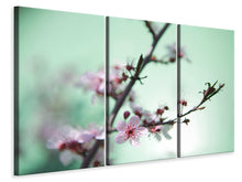 Laden Sie das Bild in den Galerie-Viewer, Leinwandbild 3-teilig Die japanische Kirschblüte