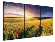 Leinwandbild 3-teilig Ein Blumenfeld bei Sonnenaufgang