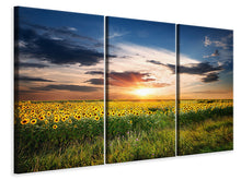 Laden Sie das Bild in den Galerie-Viewer, Leinwandbild 3-teilig Ein Feld von Sonnenblumen