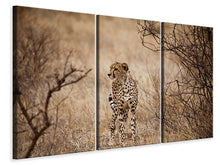 Laden Sie das Bild in den Galerie-Viewer, Leinwandbild 3-teilig Eleganter Gepard