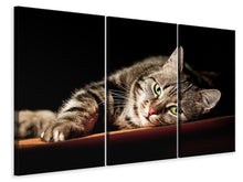 Laden Sie das Bild in den Galerie-Viewer, Leinwandbild 3-teilig Entspannte Katze