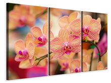 Laden Sie das Bild in den Galerie-Viewer, Leinwandbild 3-teilig Exotische Orchideen