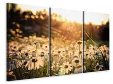 Laden Sie das Bild in den Galerie-Viewer, Leinwandbild 3-teilig Gänseblümchen bei Sonnenuntergang