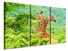 Laden Sie das Bild in den Galerie-Viewer, Leinwandbild 3-teilig Giraffenliebe