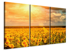 Laden Sie das Bild in den Galerie-Viewer, Leinwandbild 3-teilig Goldenes Licht für Sonnenblumen