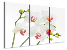 Laden Sie das Bild in den Galerie-Viewer, Leinwandbild 3-teilig Orchideenliebe