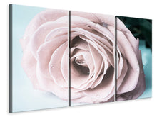 Laden Sie das Bild in den Galerie-Viewer, Leinwandbild 3-teilig Pastellrose