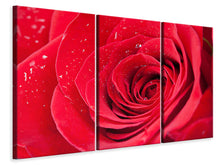 Laden Sie das Bild in den Galerie-Viewer, Leinwandbild 3-teilig Rote Rose im Morgentau