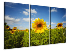 Laden Sie das Bild in den Galerie-Viewer, Leinwandbild 3-teilig Sommer-Sonnenblumen