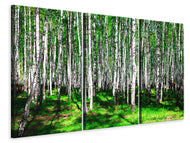 Leinwandbild 3-teilig Sommerlicher Birkenwald