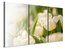 Laden Sie das Bild in den Galerie-Viewer, Leinwandbild 3-teilig Tulpenperspektive