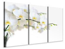 Laden Sie das Bild in den Galerie-Viewer, Leinwandbild 3-teilig Weisse Orchideen