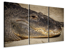 Laden Sie das Bild in den Galerie-Viewer, Leinwandbild 3-teilig Achtung Alligator !