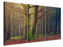 Laden Sie das Bild in den Galerie-Viewer, Leinwandbild 3-teilig Alleine im Wald