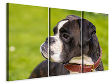 Laden Sie das Bild in den Galerie-Viewer, Leinwandbild 3-teilig Aufmerksamer Boxer