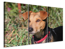 Laden Sie das Bild in den Galerie-Viewer, Leinwandbild 3-teilig Aufmerksamer Hund