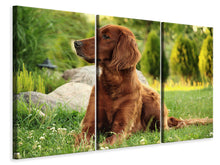 Laden Sie das Bild in den Galerie-Viewer, Leinwandbild 3-teilig Aufmerksamer Irish Setter