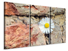 Laden Sie das Bild in den Galerie-Viewer, Leinwandbild 3-teilig Blume in der Wand