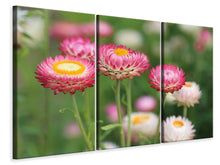 Laden Sie das Bild in den Galerie-Viewer, Leinwandbild 3-teilig Blumen des Frühlings