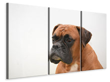 Laden Sie das Bild in den Galerie-Viewer, Leinwandbild 3-teilig Boxer - der Aufpasser