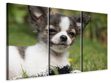 Laden Sie das Bild in den Galerie-Viewer, Leinwandbild 3-teilig Chihuahua zum Verlieben