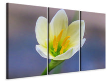 Laden Sie das Bild in den Galerie-Viewer, Leinwandbild 3-teilig Close up gelbe Blüte