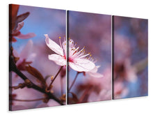 Laden Sie das Bild in den Galerie-Viewer, Leinwandbild 3-teilig Close up Kirschblüte