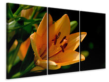 Laden Sie das Bild in den Galerie-Viewer, Leinwandbild 3-teilig Close up Lilie in orange