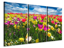 Laden Sie das Bild in den Galerie-Viewer, Leinwandbild 3-teilig Das Frühlingserwachen